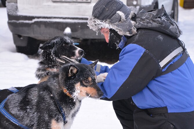 Husky Tour Sit and Drive Combo Tour from Kiruna - Is $271.84 per person good value?