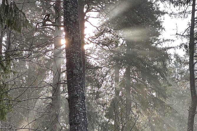 Icebathing and Sauna, Forest Hike and Fireplace Lunch - Private - What the private format changes