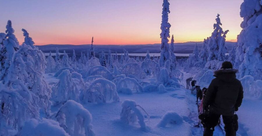 Kiruna: Guided Afternoon Drive Your Own Dog Sled Tour - Key points to know before you book