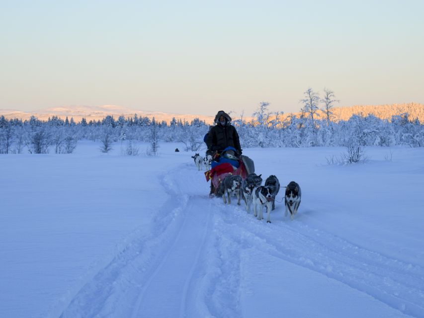 Kiruna: Guided Afternoon Drive Your Own Dog Sled Tour - Following the Kalix River through the snow