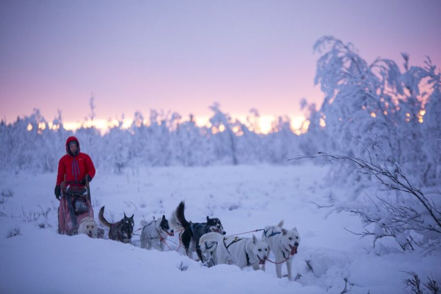 Kiruna: Guided Afternoon Drive Your Own Dog Sled Tour - Working with dogs that clearly know their job