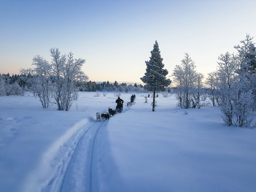 Kiruna: Guided Afternoon Drive Your Own Dog Sled Tour - Learning to steer before the trail begins