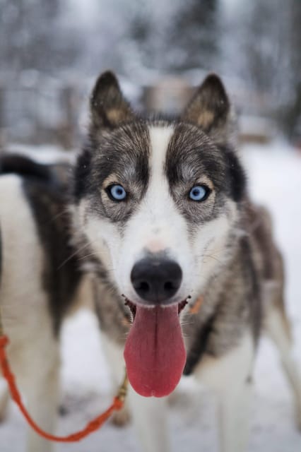 Kiruna: Morning Husky Sled Ride with Coffee Break - Key points at a glance