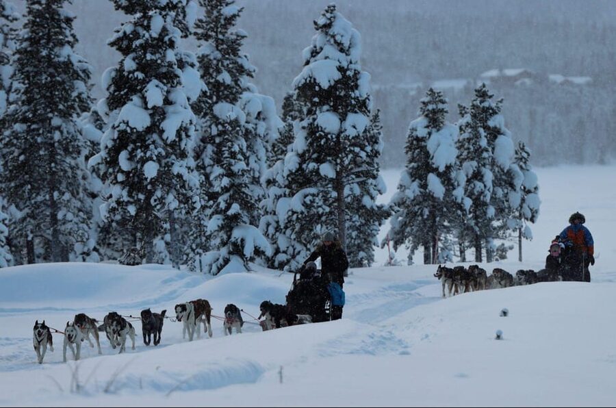 Kiruna: Morning Husky Sled Ride with Coffee Break - Why this Kiruna sled ride feels special