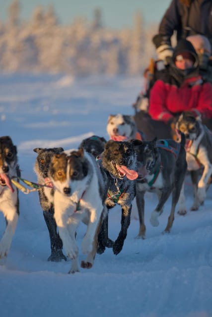 Kiruna: Morning Husky Sled Ride with Coffee Break - Meeting the Alaskan Huskies