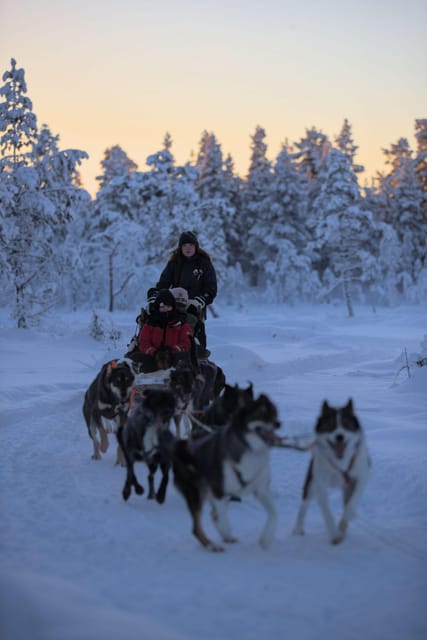 Kiruna: Morning Husky Sled Ride with Coffee Break - The guides make a real difference
