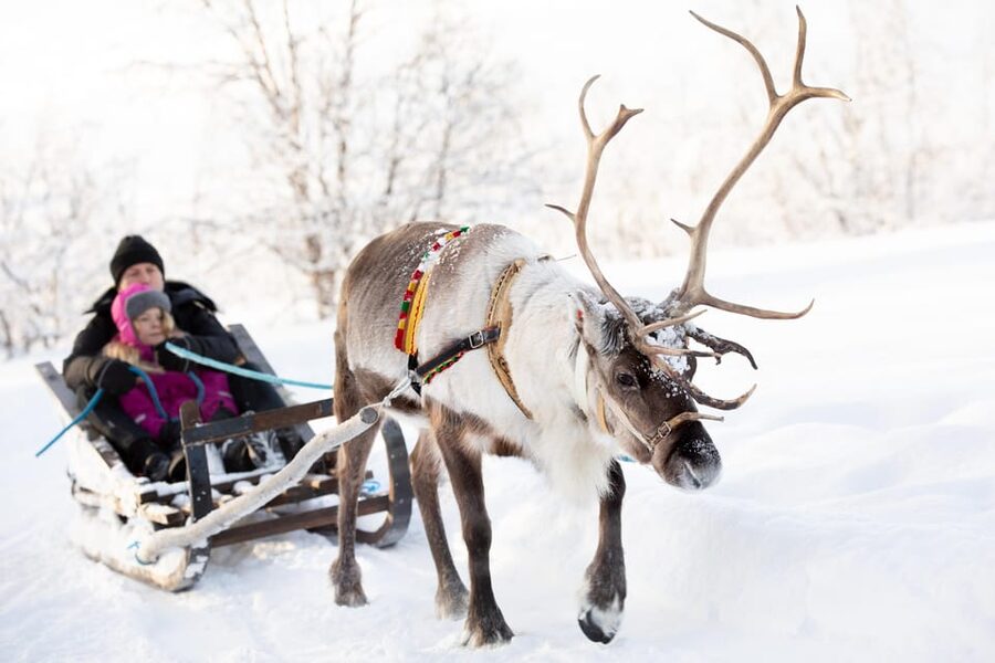 KIRUNA: Sami Reindeer Experience - From Kiruna to Rávttas by Car