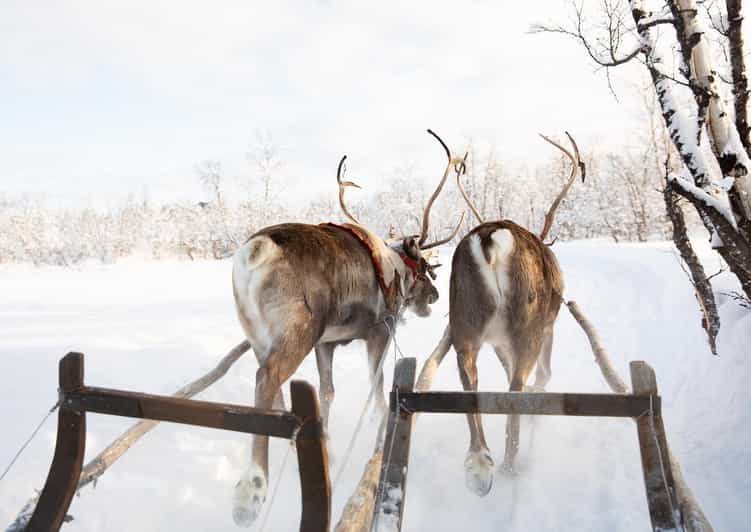 KIRUNA: Sami Reindeer Experience - Learning to Throw a Lasso