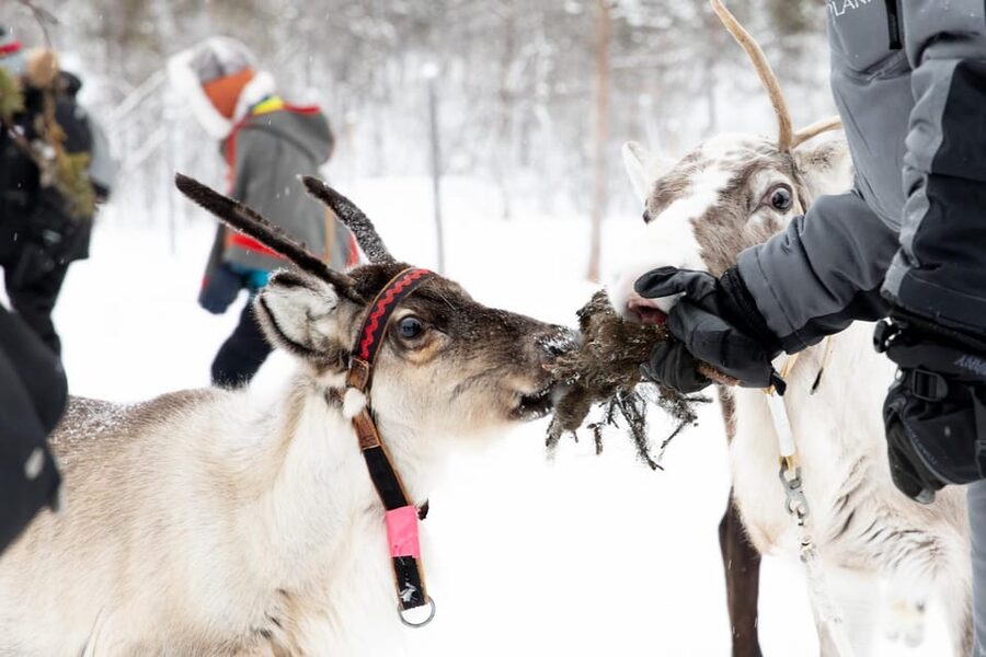 KIRUNA: Sami Reindeer Experience - Steering Your Own Reindeer Sled