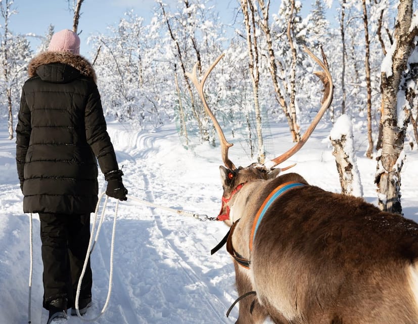 KIRUNA: Sami Reindeer Experience - What the $348 Price Really Buys