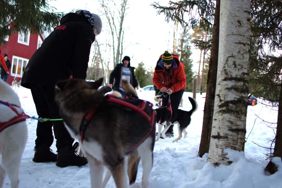 Luleå: Guided Dog Sledding Tour - Starting in the barbecue hut near Ale