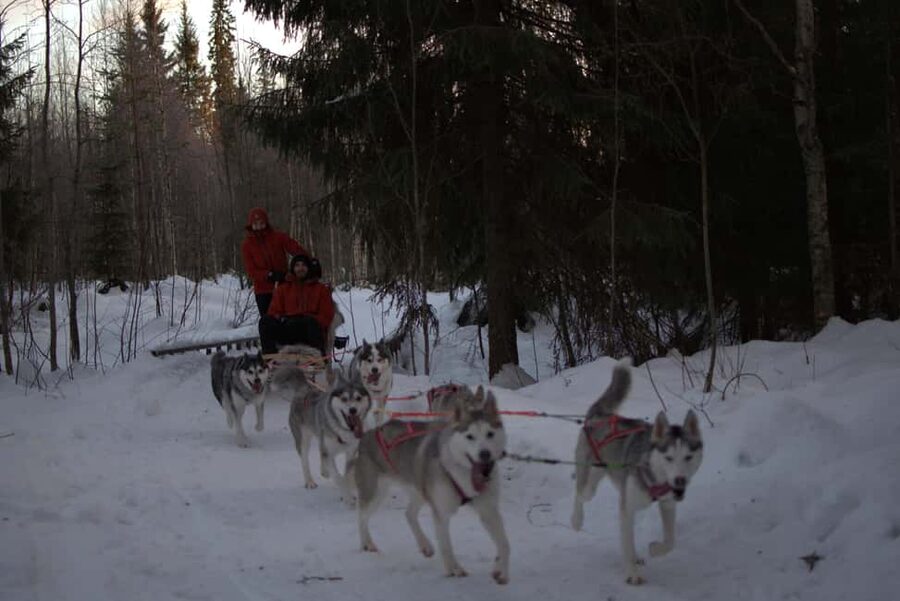 Luleå: Guided Dog Sledding Tour - Hearing the dogs before the ride
