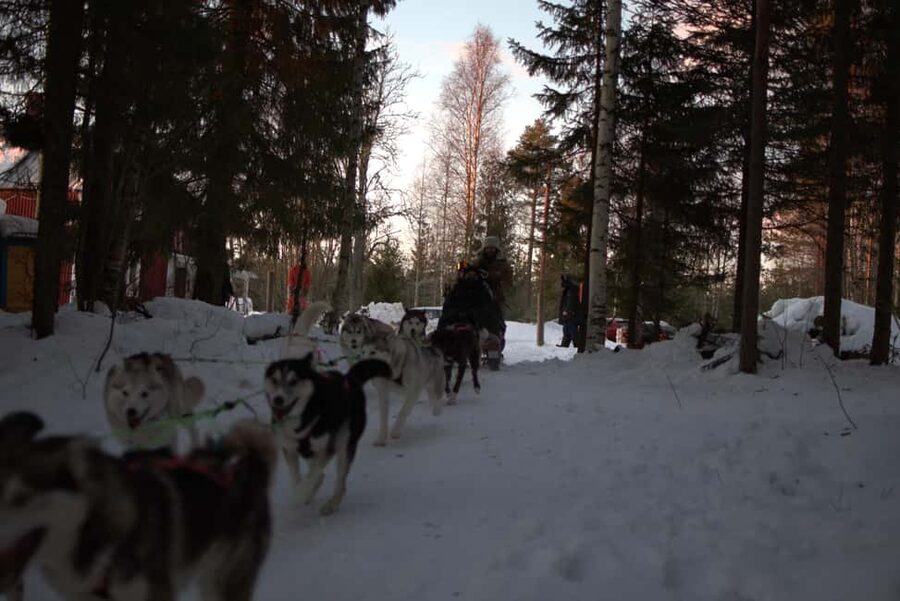 Luleå: Guided Dog Sledding Tour - Meeting the dogs after the sled ride
