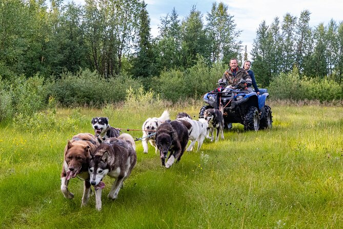 Meet 70 Huskies and Enjoy a short ATV Tour with the Huskies - What kennel life is like in northern Sweden
