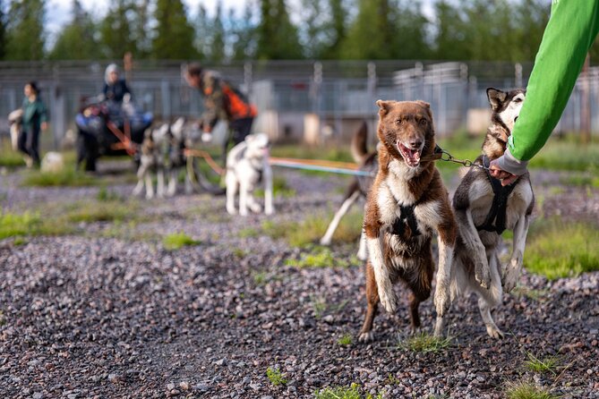 Meet 70 Huskies and Enjoy a short ATV Tour with the Huskies - The meat reward after the work