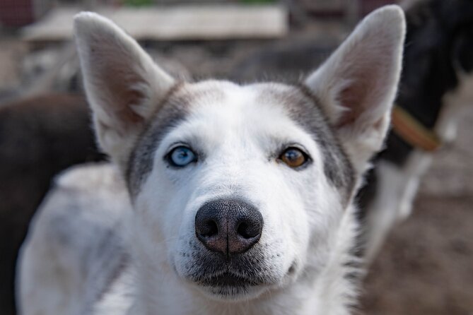 Meet 70 Huskies and Enjoy a short ATV Tour with the Huskies - Coffee, tea, and snacks by the fire