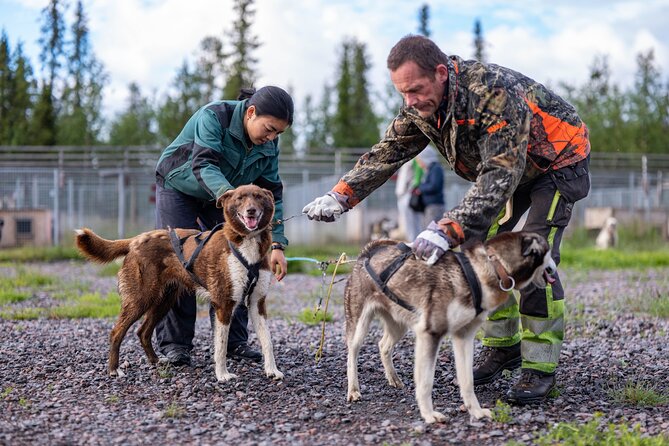 Meet 70 Huskies and Enjoy a short ATV Tour with the Huskies - Preparing the 8 to 10 dog training team