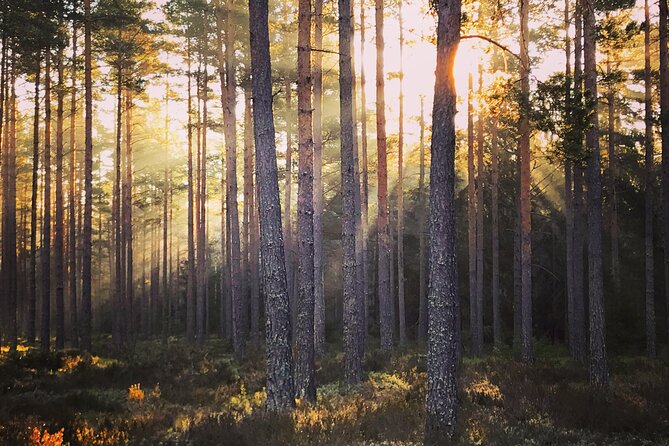 Midnight Sun and Campfire - National Park evening hike Stockholm - A campfire meal beside the forest lake