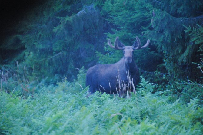 Moose safari in the wild Sweden Tiveden - Why this Tiveden moose safari feels different