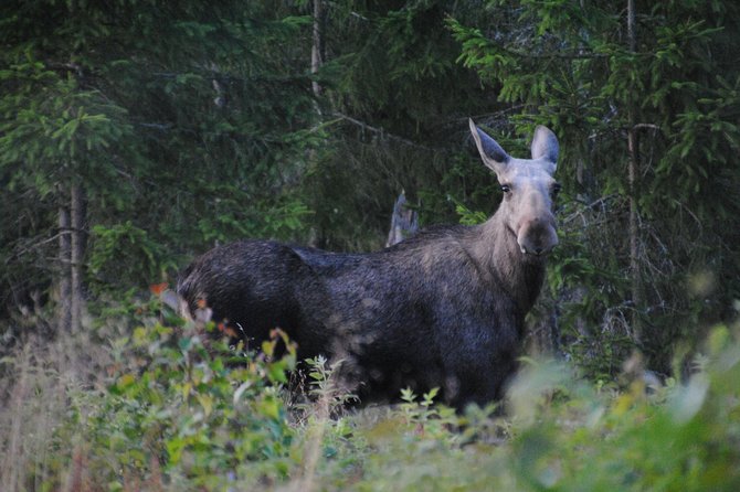 Moose safari in the wild Sweden Tiveden - Learning the forest before searching for moose