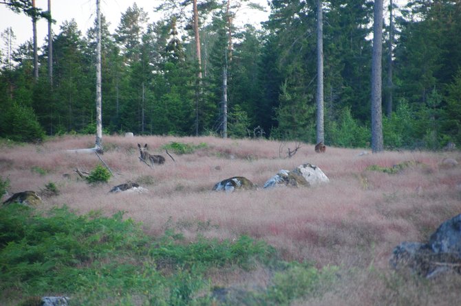 Moose safari in the wild Sweden Tiveden - What David adds to the experience