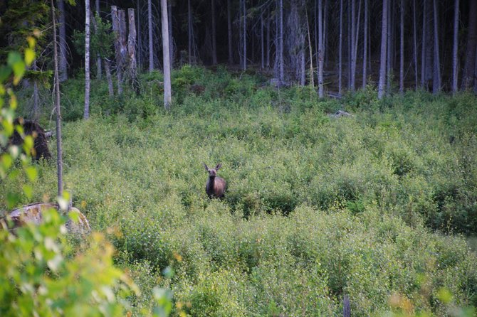 Moose safari in the wild Sweden Tiveden - The value of the $134.45 price