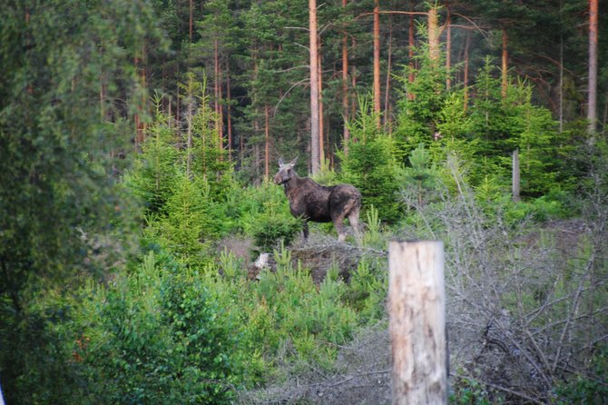 Moose safari in the wild Sweden Tiveden - Who should book this evening in Tiveden