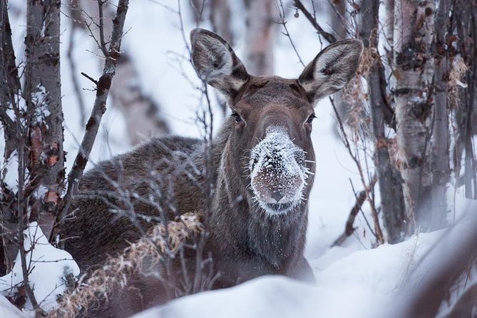 Morning hike in Abisko National Park - What the morning schedule really means