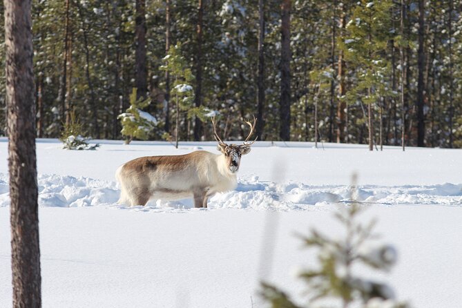 Private snowmobile day tours - Watching for reindeer and moose