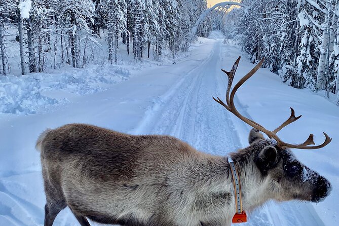 Private snowmobile day tours - The people behind the experience
