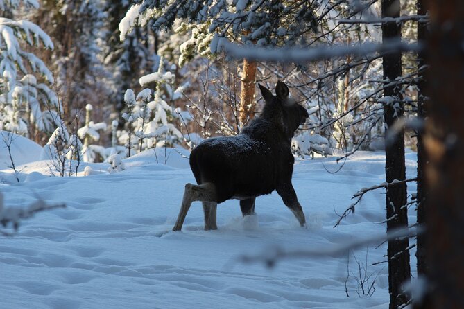 Private snowmobile day tours - Riding into the white forest