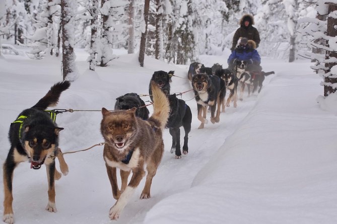 Sit Back and Relax Morning Husky Tour - The details that make this husky tour special