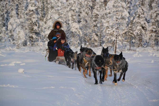 Sit Back and Relax Morning Husky Tour - From Kiruna to Svappavaara