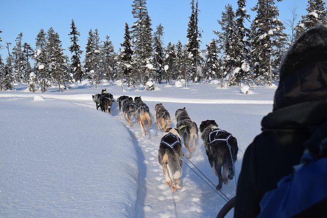 Sit Back and Relax Morning Husky Tour - Six kilometers into the snowy wilderness