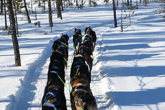 Sit Back and Relax Morning Husky Tour - Meeting the dogs before the ride
