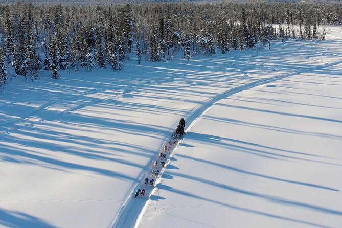 Sit Down Husky Ride Dog Sled Tour in Kiruna - Forest Trails And Frozen Lakes Near Kiruna