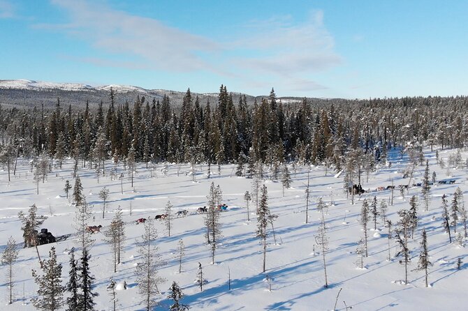 Sit Down Husky Ride Dog Sled Tour in Kiruna - How The Price Measures Up At $197.99