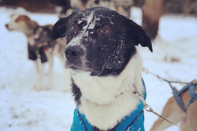 Sit Down Husky Ride Dog Sled Tour in Kiruna - Who Will Enjoy This Ride Most