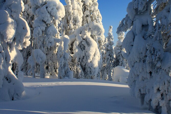 Snowshoe in a Winter Forest - Who will enjoy this walk most