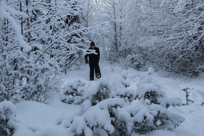 Snowshoe in a Winter Forest - Reading the snow for animal tracks