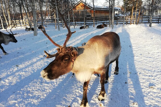 Stockholm Christmas Tour and Food Tasting Experience - Skeppsbrokajen and the story of the natural Christmas tree