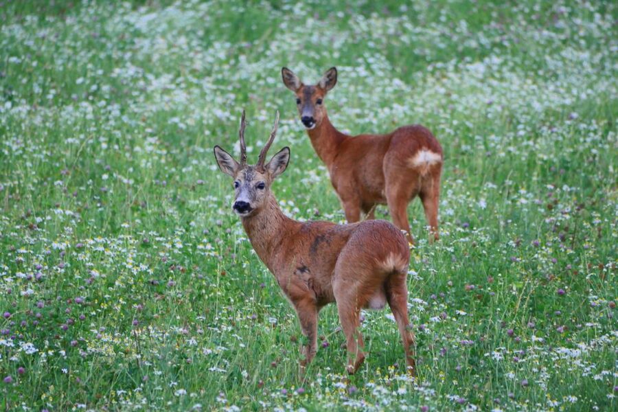 Stockholm: Evening Wildlife Safari with Midsummer Meal - Eating a midsummer meal beside the woods
