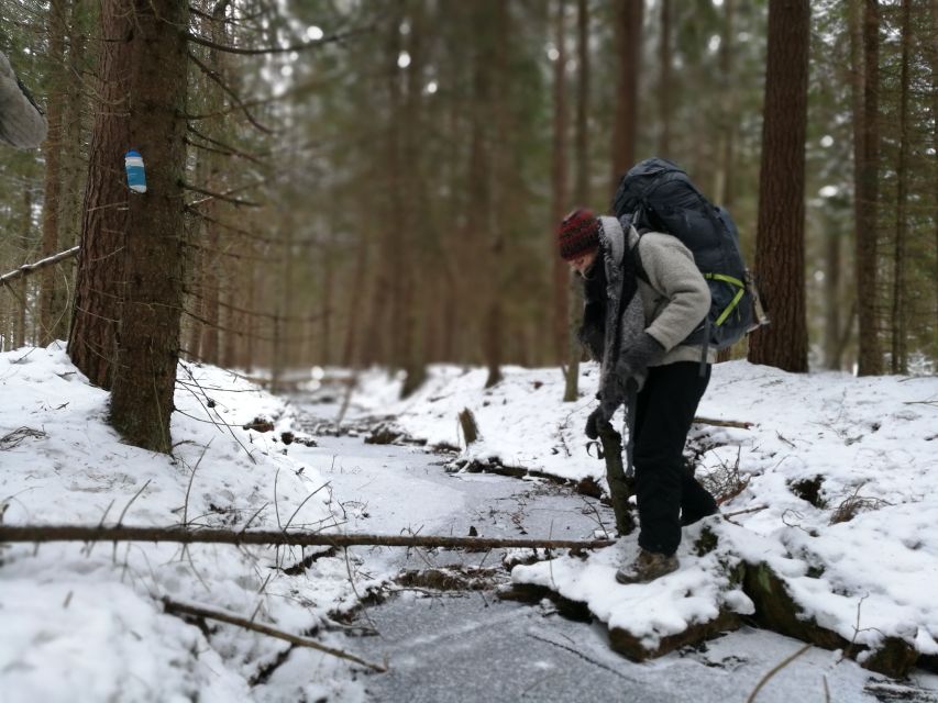 Stockholm: Nature Hike with Campfire Lunch - What you may see among the trees