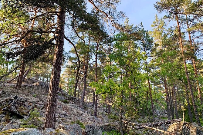 Stockholm: Sunset Hike in Tyresta National Park with Meal - The First 1.5 Hours: Forest, Lakes, and Wildlife