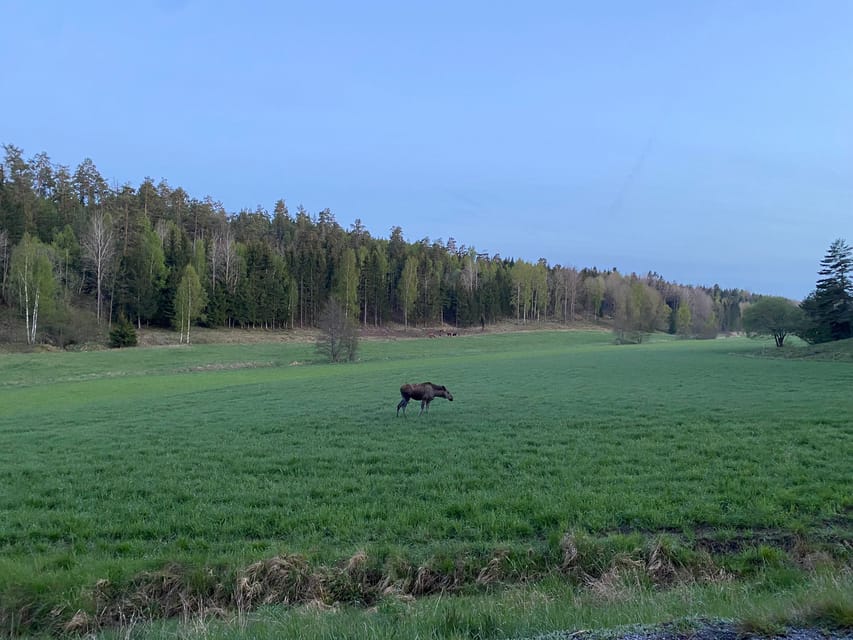 Stockholm: Wildlife Safari - Practical Details That Matter