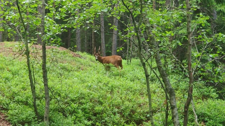 Stockholm: Wildlife Safari - Campfire Cooking by the Lake