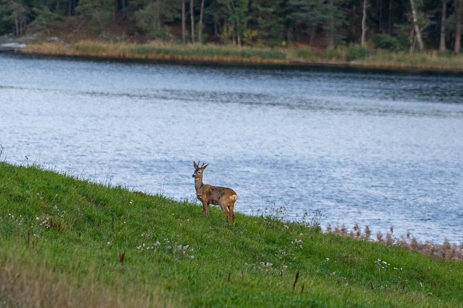 Stockholm: Wildlife Safari - What the $151 Price Buys You