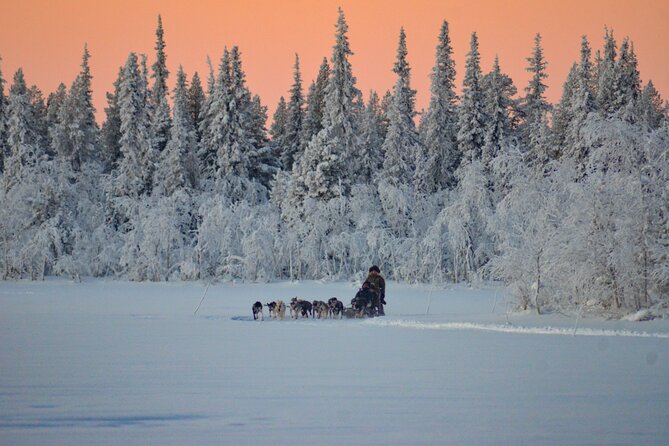 Sunrise Zen Husky Tour (10:00 to 13:00 - sitting on the sled) - Sharing a four-person sled through Lapland
