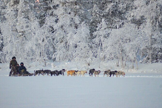 Sunrise Zen Husky Tour (10:00 to 13:00 - sitting on the sled) - What the ride feels like in very cold weather