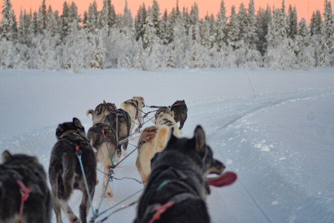 Sunrise Zen Husky Tour (10:00 to 13:00 - sitting on the sled) - Feeding the team and warming up by the fire